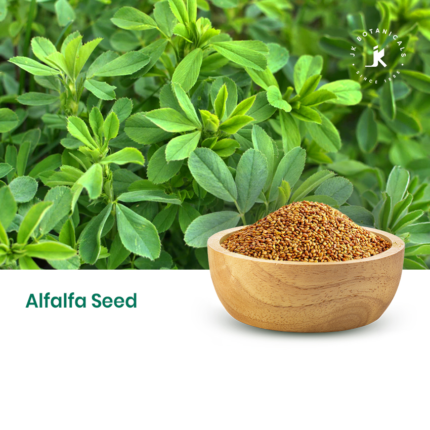 Alfalfa Seeds