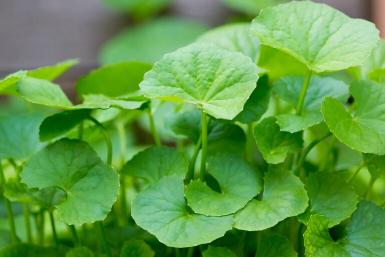 Benefits and Uses of Gotu Kola Aka Centella Asiatica and their Manufacturers in India