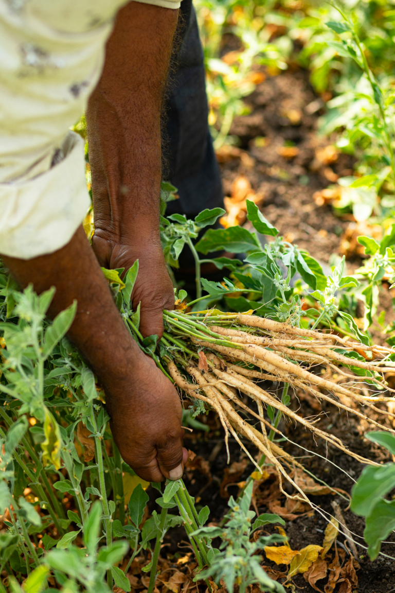 Ashwagandha Market Forecast 2025–2034: Global B2B Trends and Growth Outlook