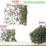 gotu-kola-herbal-cut-tea