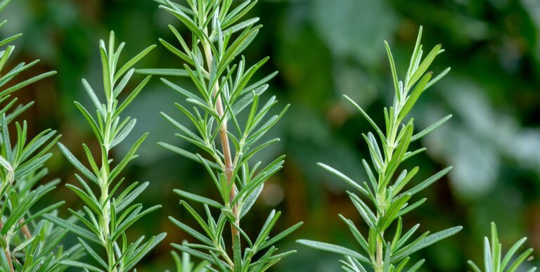 Rosemary Extract Market Size & Forecast 2025–2030