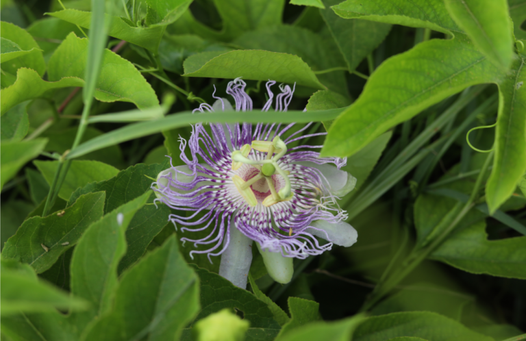 Know More about the benefits about this herb – Passiflora Incarnate