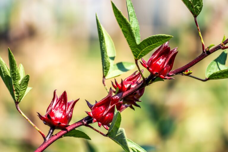 How is Hibiscus beneficial For Your Skin and Hair?