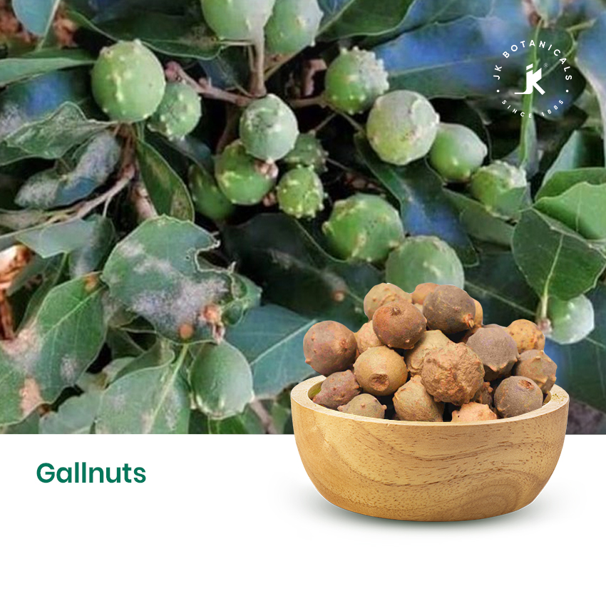 Gallnuts (Majuphal)