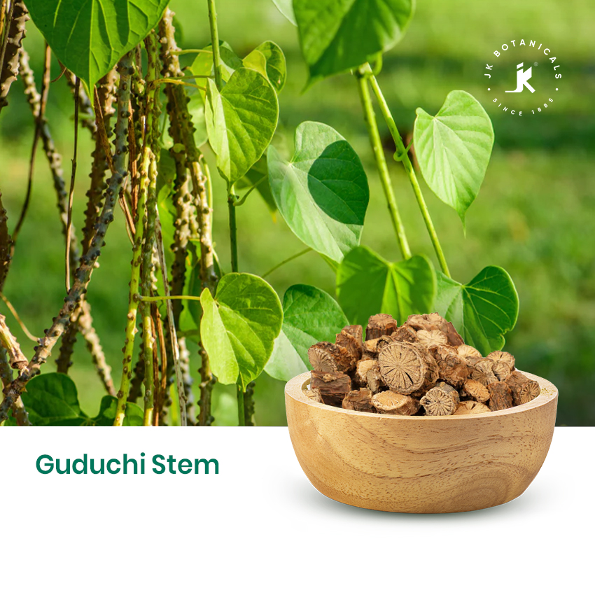 Guduchi Stem