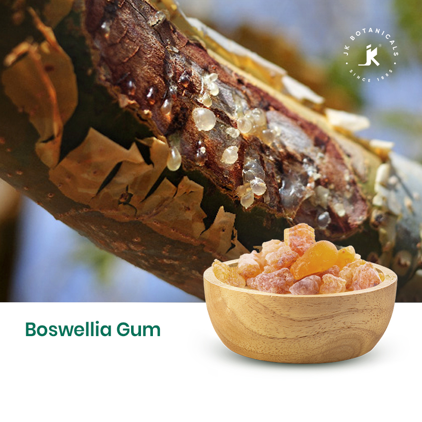 Boswellia Gum