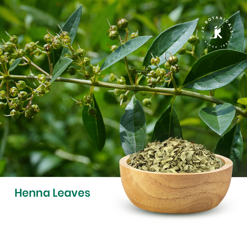 Henna Leaves