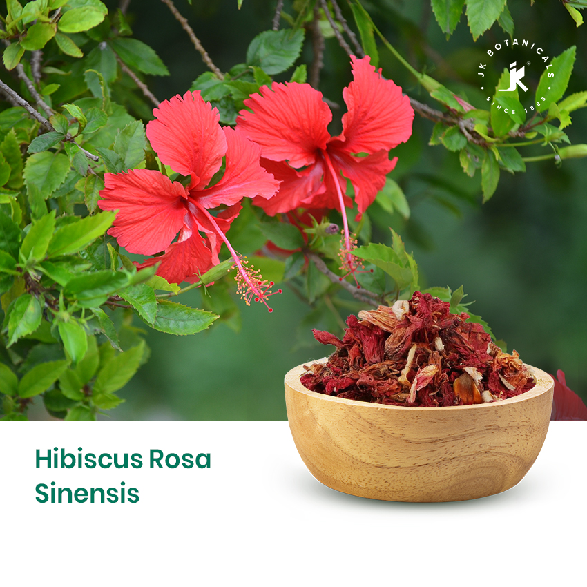 Hibiscus Rosa Sinesis