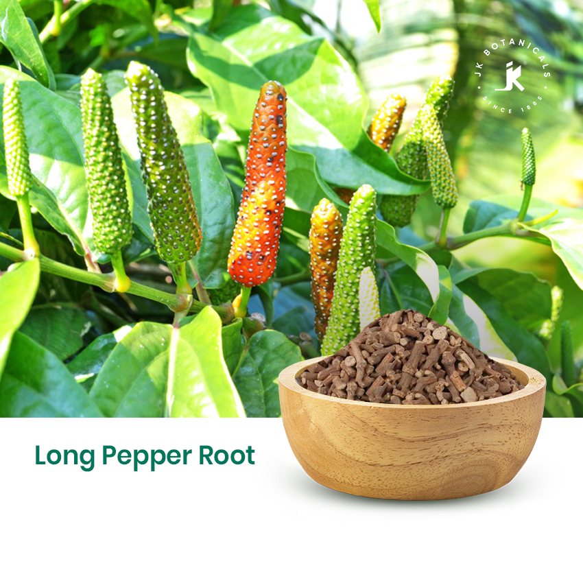 Long Pepper Roots