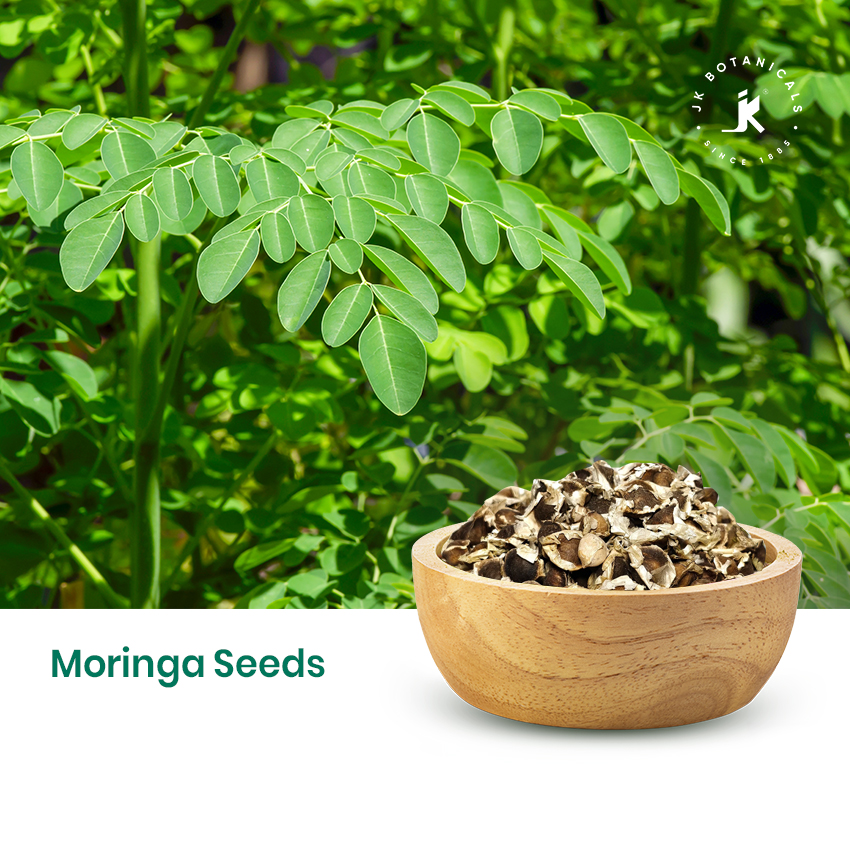 Moringa Seeds