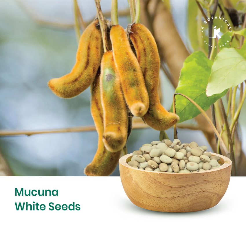 Mucuna White Seeds