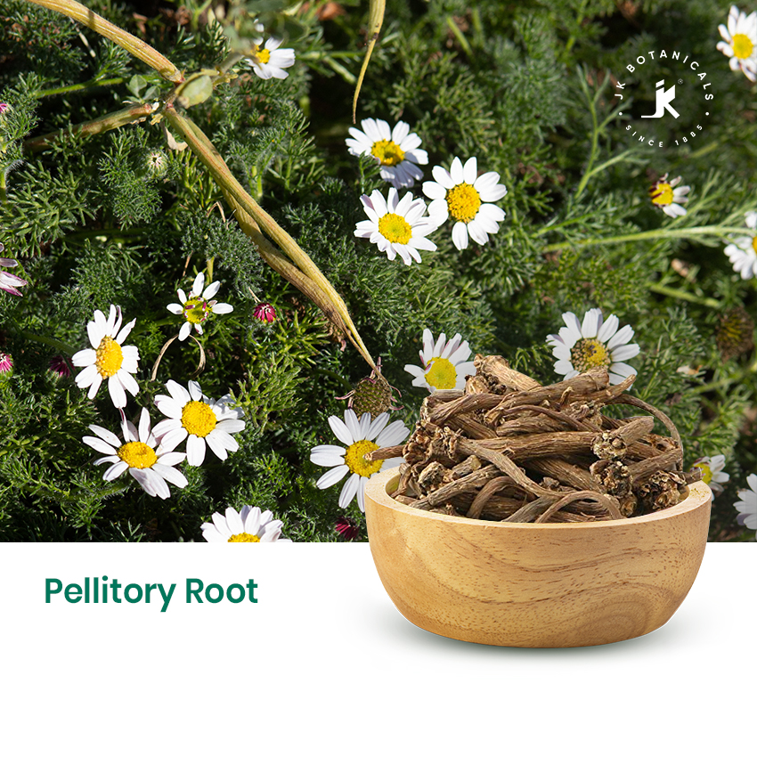 Pellitory Roots