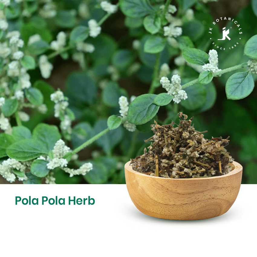 Pola Pola Herb