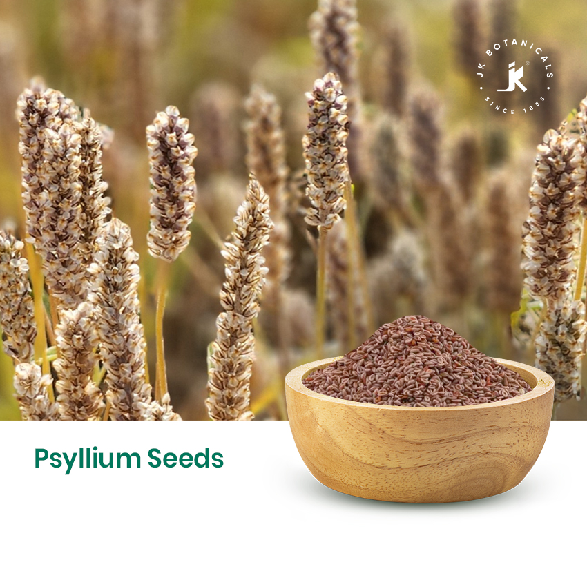 Psyllium Seeds