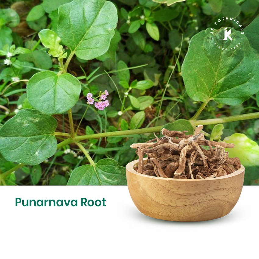 Punarnava Root