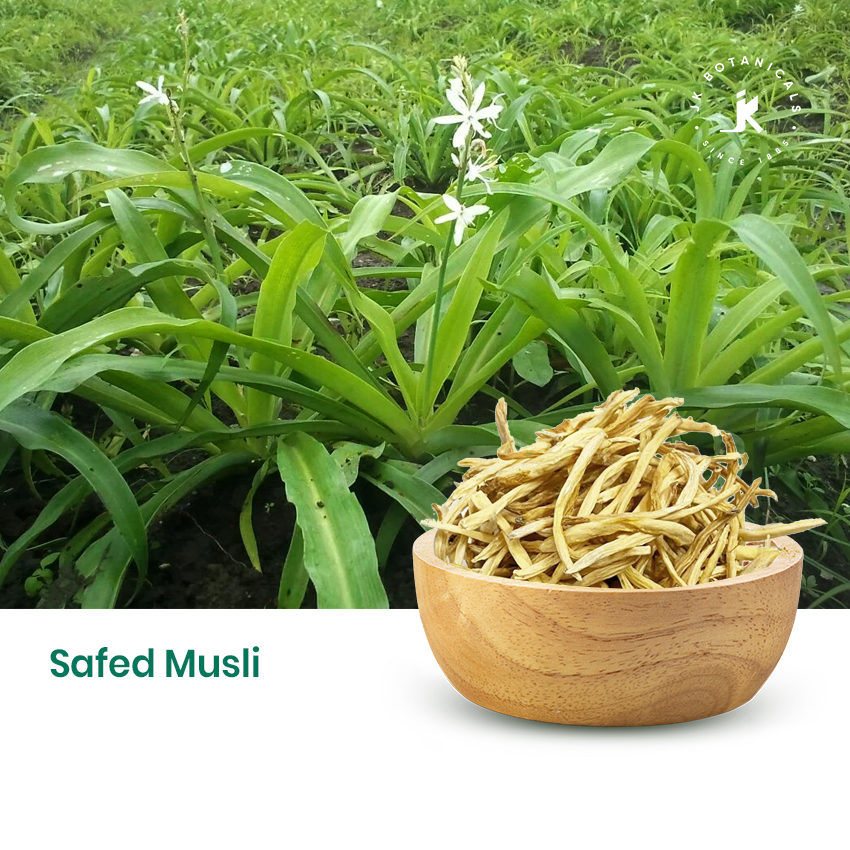 Safed Musli Root