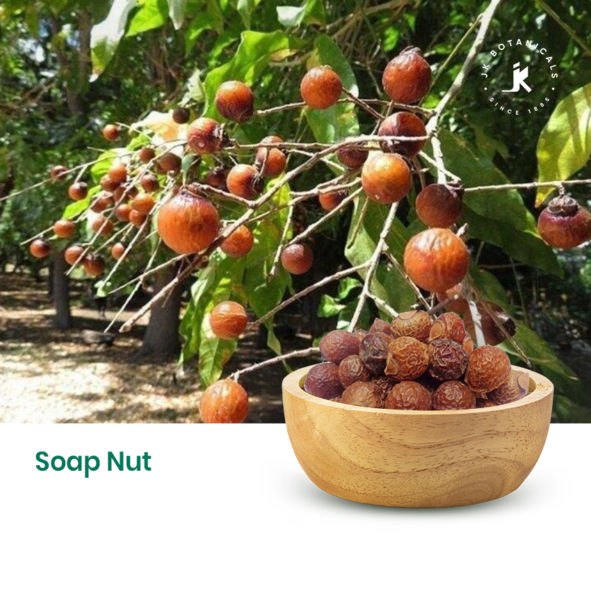 Soap Nut