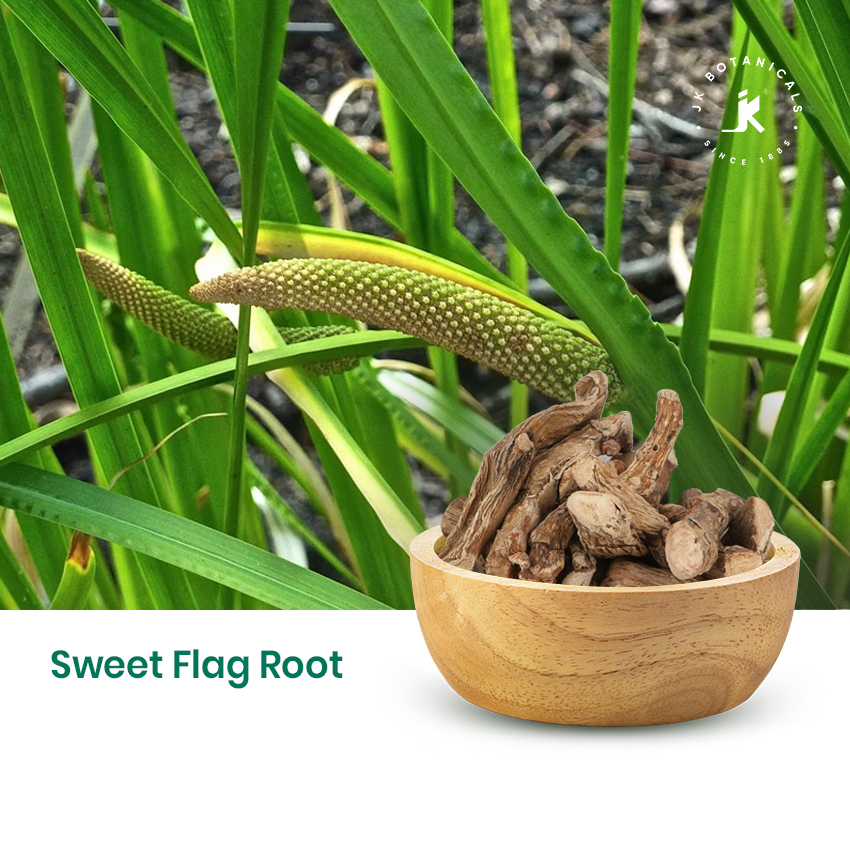 Sweet Flag Root