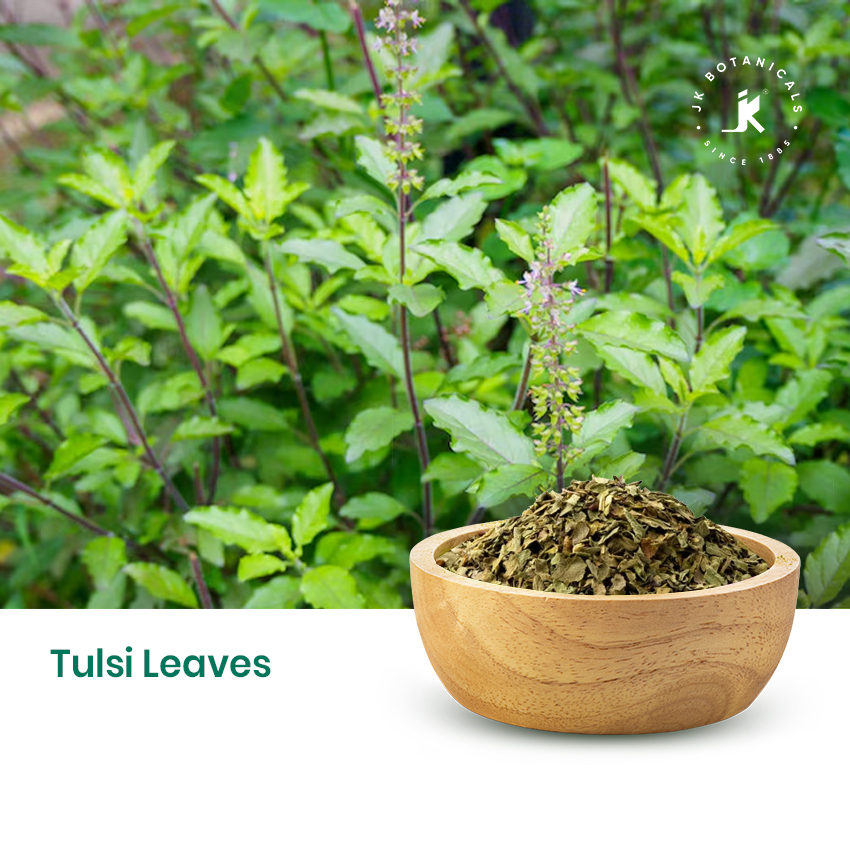 Tulsi Leaves