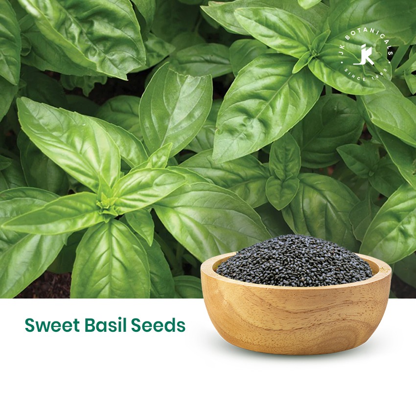 Sweet Basil Seeds